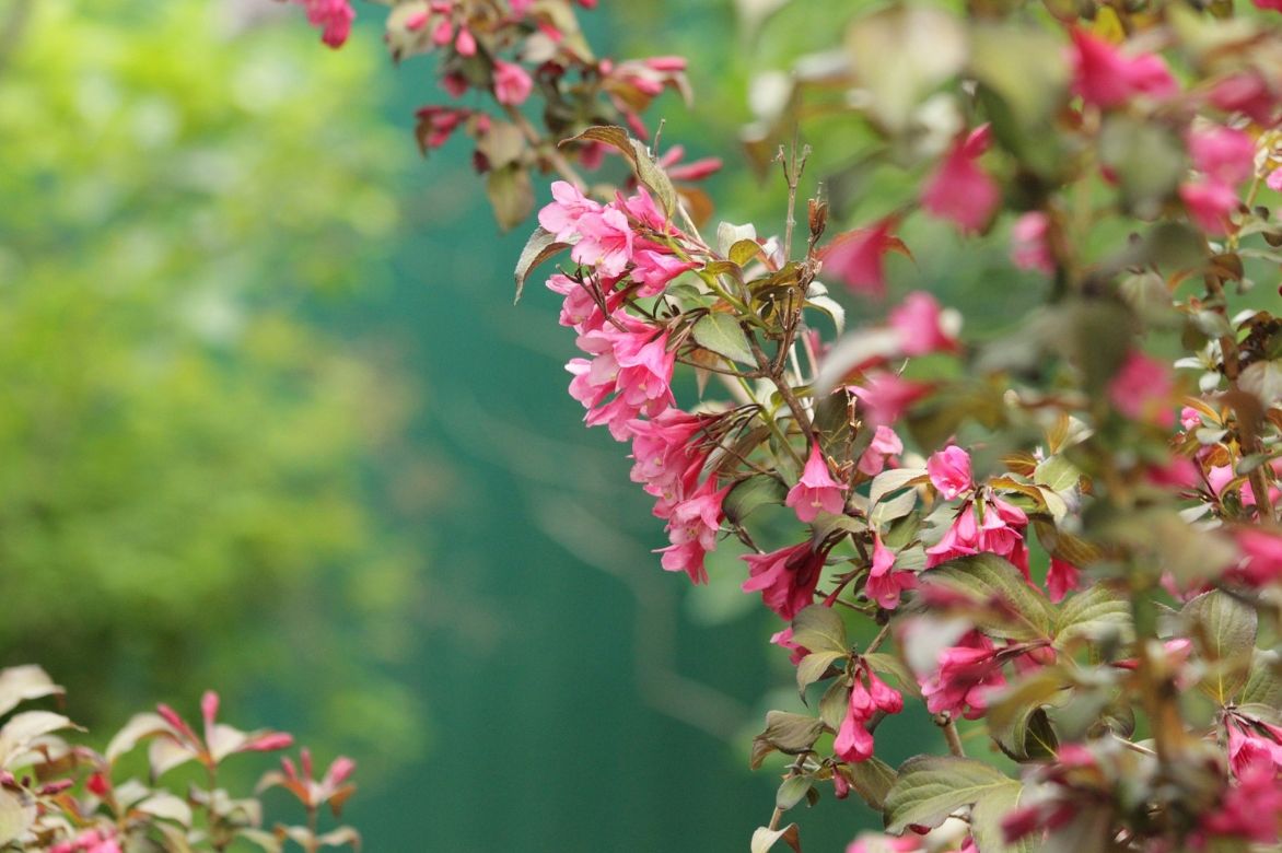 weigela