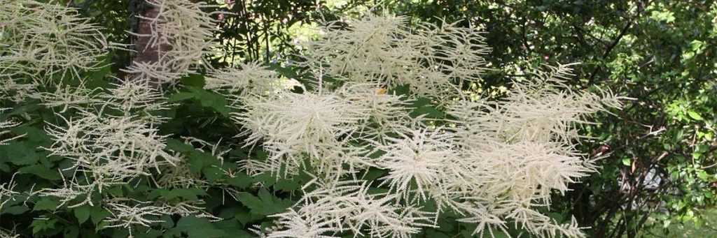 Aruncus, Barbe-de-bouc : planter, cultiver et entretenir