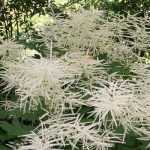 Aruncus, Barbe-de-bouc : planter, cultiver et entretenir