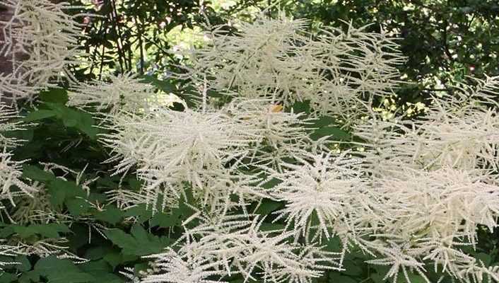 Aruncus, Barbe-de-bouc : planter, cultiver et entretenir