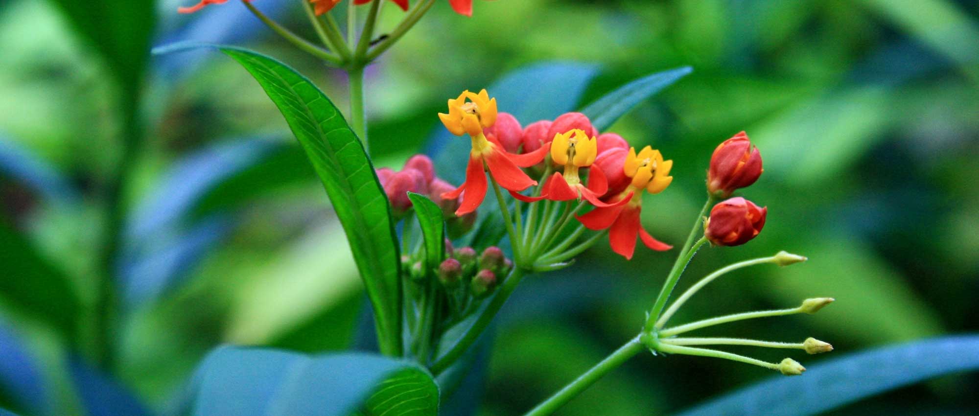 Semez ou laissez pousser des fleurs qui produisent des graines pour les  oiseaux