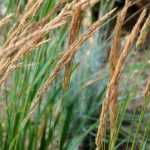 Calamagrostis : planter, cultiver et entretenir