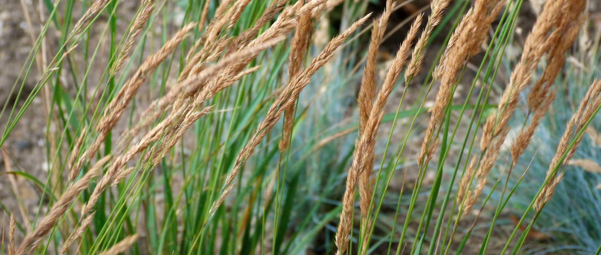 Calamagrostis : planter, cultiver et entretenir