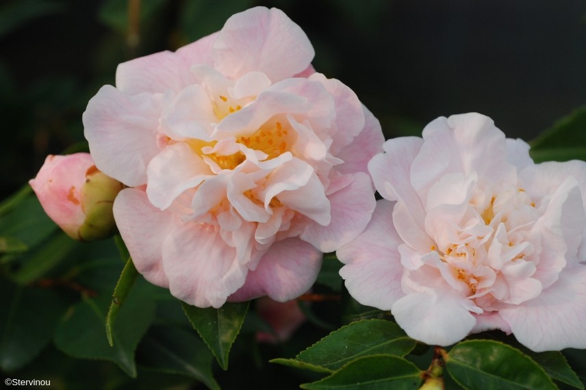 camellia high fragrance