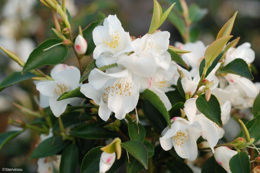 Camellia transnokoensis