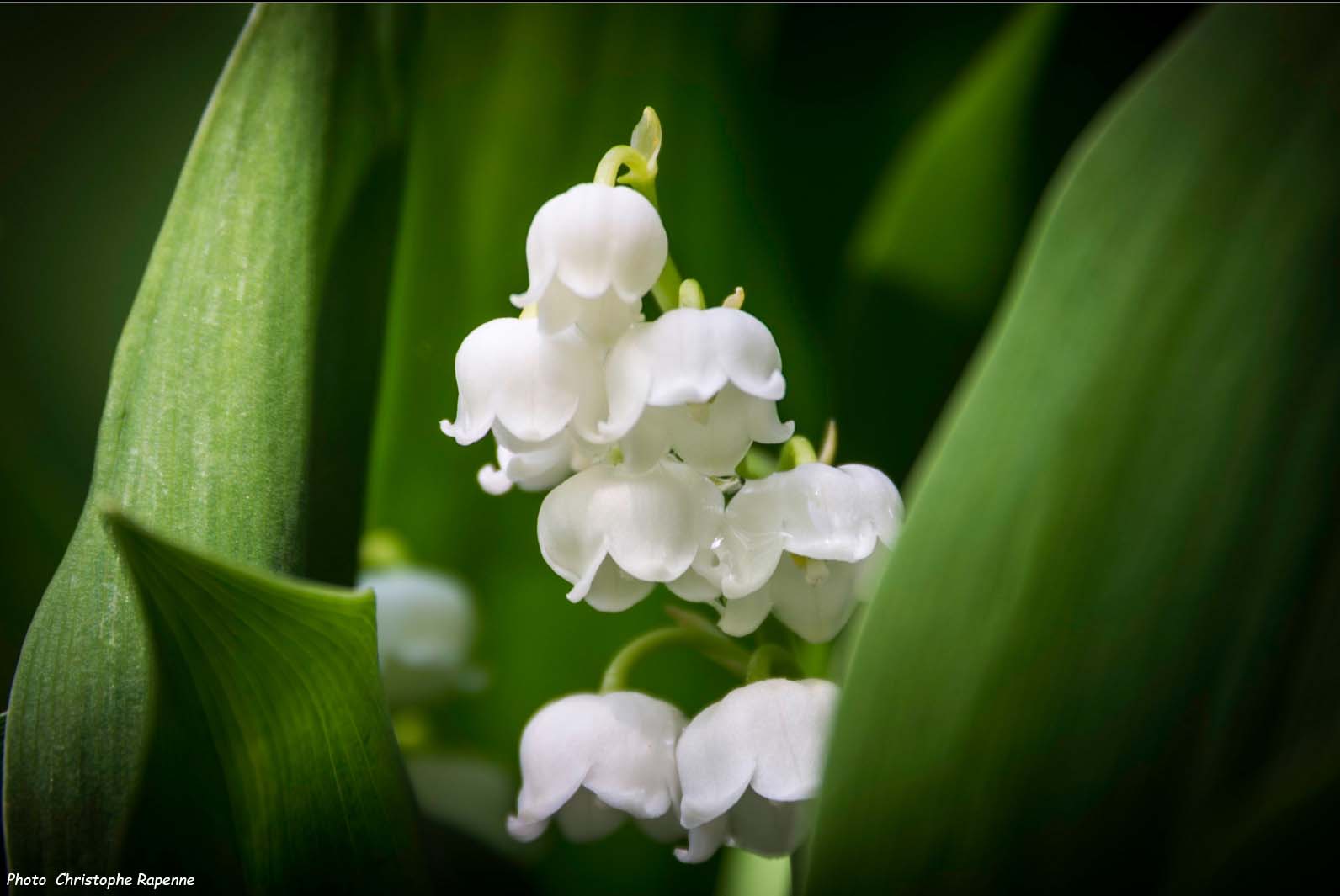 Muguet : plantation, culture, division