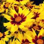 Coreopsis : semer, planter, cultiver