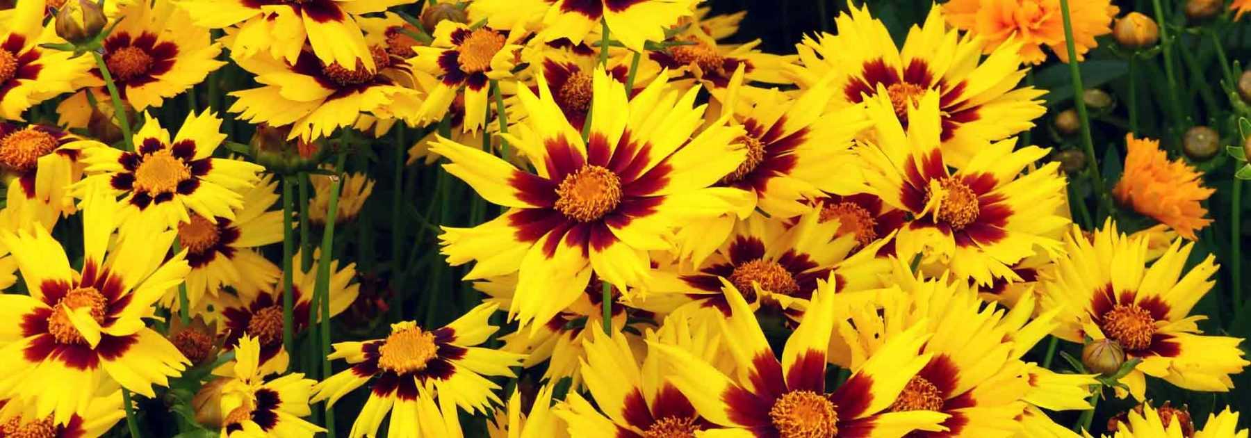 Coreopsis : semer, planter, cultiver