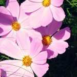 Cosmos : semis et plantation