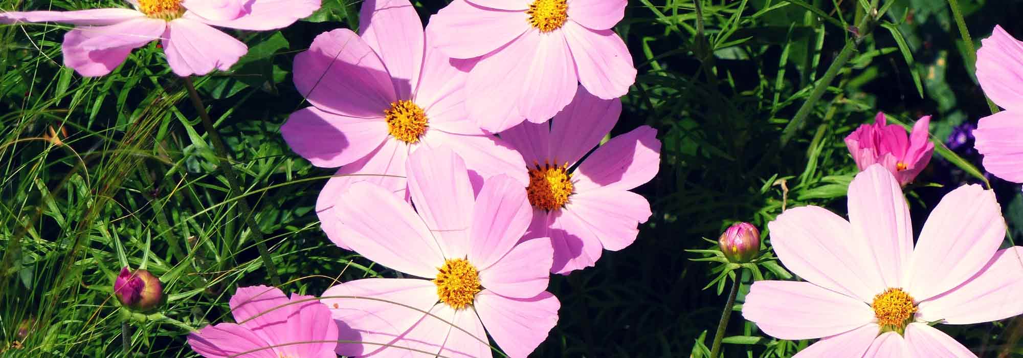 Cosmos : semis et plantation - Promesse de Fleurs