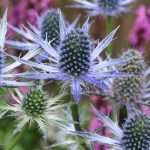 Eryngium, Panicaut : plantation, culture et entretien