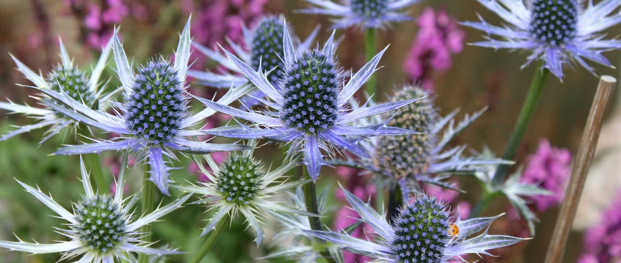 Eryngium, Panicaut : plantation, culture et entretien