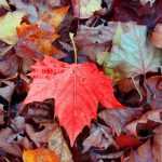 Comment faire un bon terreau de feuilles ? - Tutoriel