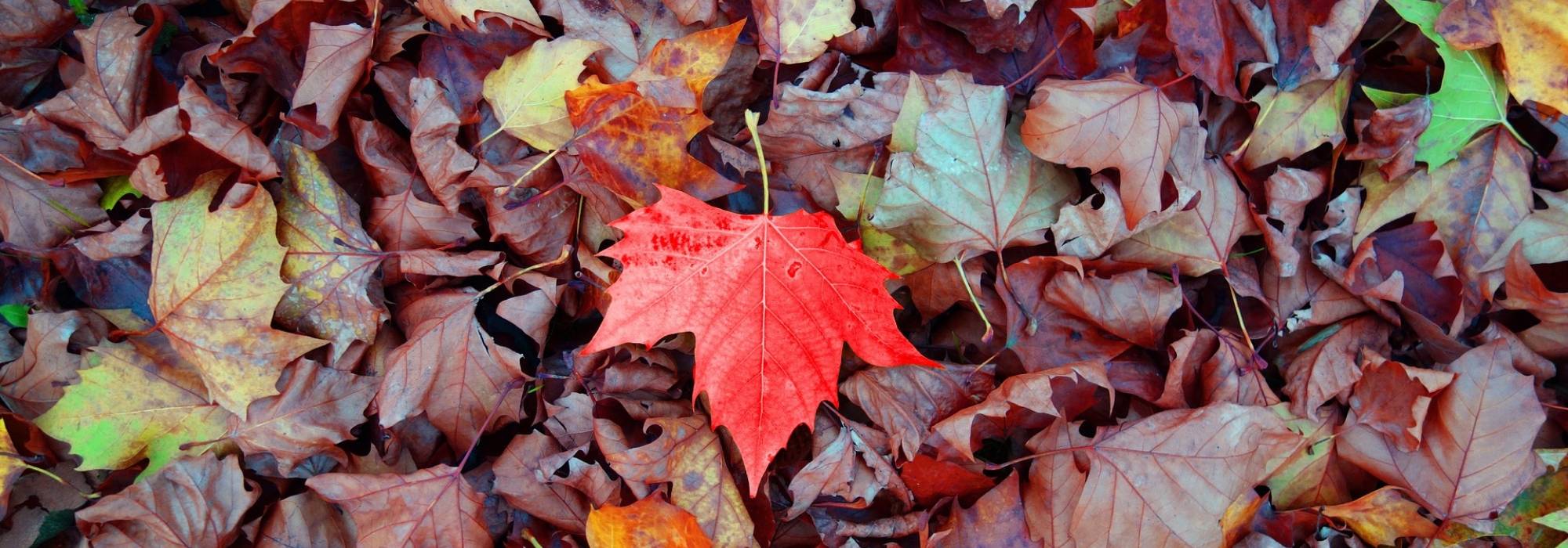 Utiliser les feuilles mortes : 3 façons de les recycler au jardin