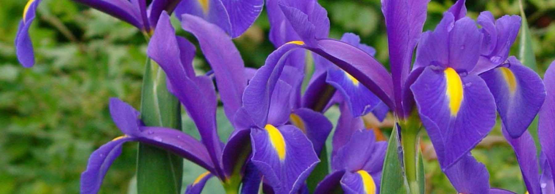 Iris de Hollande : planter, cultiver