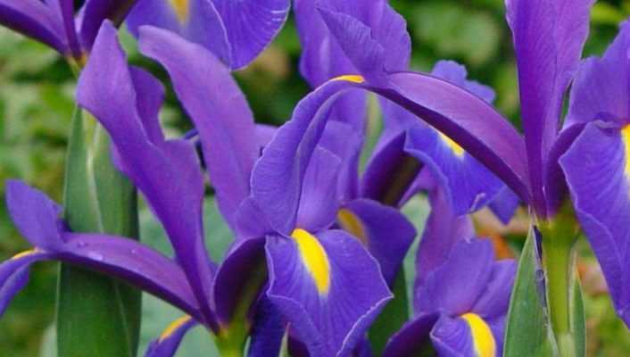 Iris de Hollande : planter, cultiver