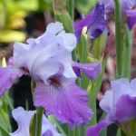 Iris des jardins, iris barbus : plantation, entretien