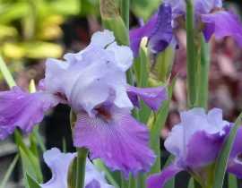 Iris des jardins, iris barbus : plantation, entretien