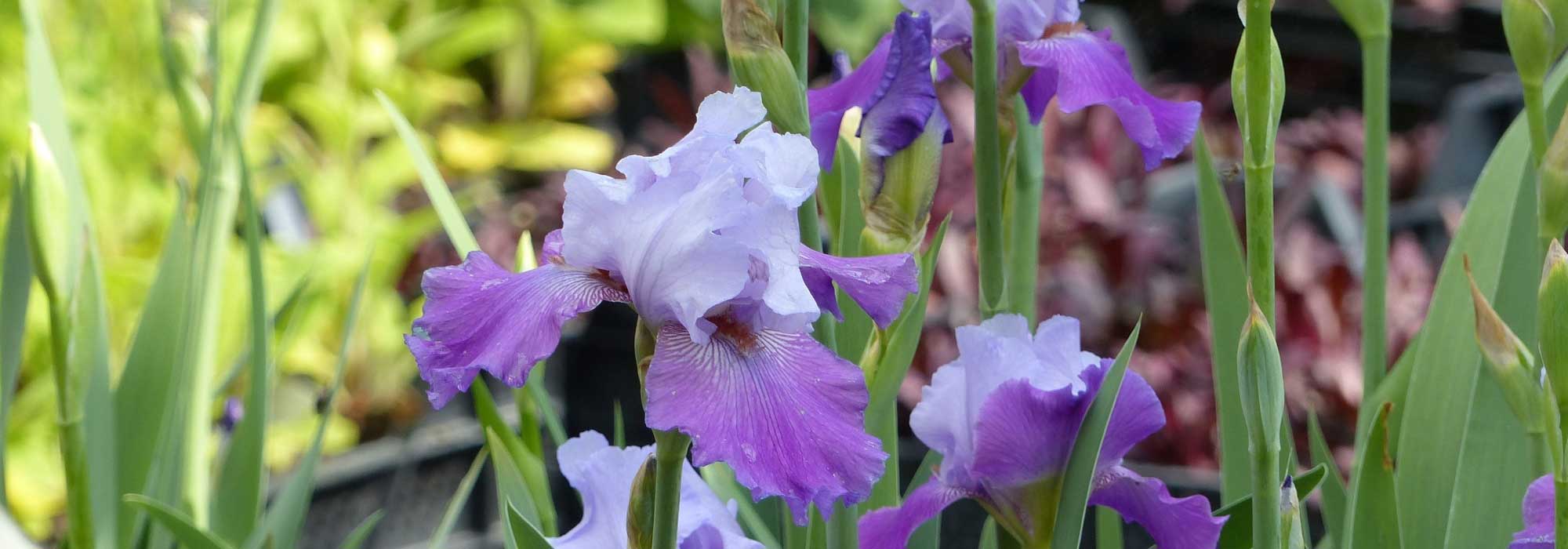 Iris des jardins, iris barbus : plantation, entretien