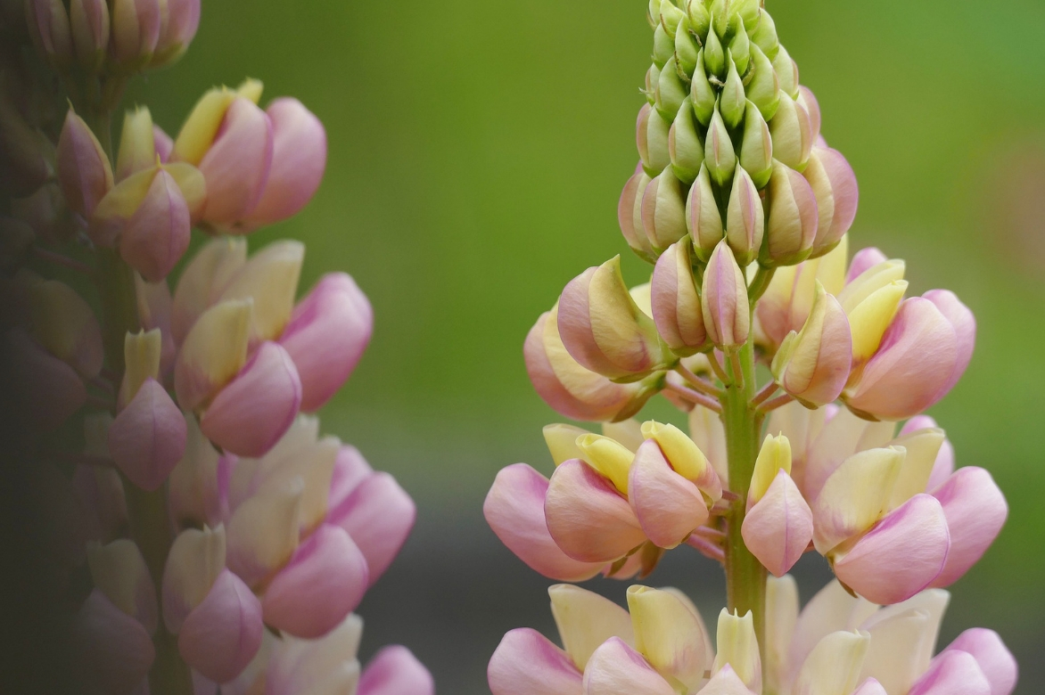 lupinus