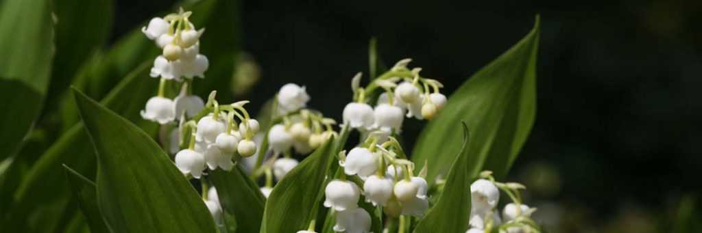 Muguet : plantation, culture, division