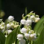 Muguet : plantation, entretien