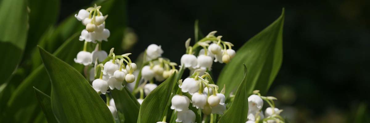 Muguet : plantation, entretien