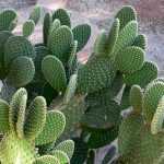 Opuntia, Cactus raquette : plantation, culture et entretien