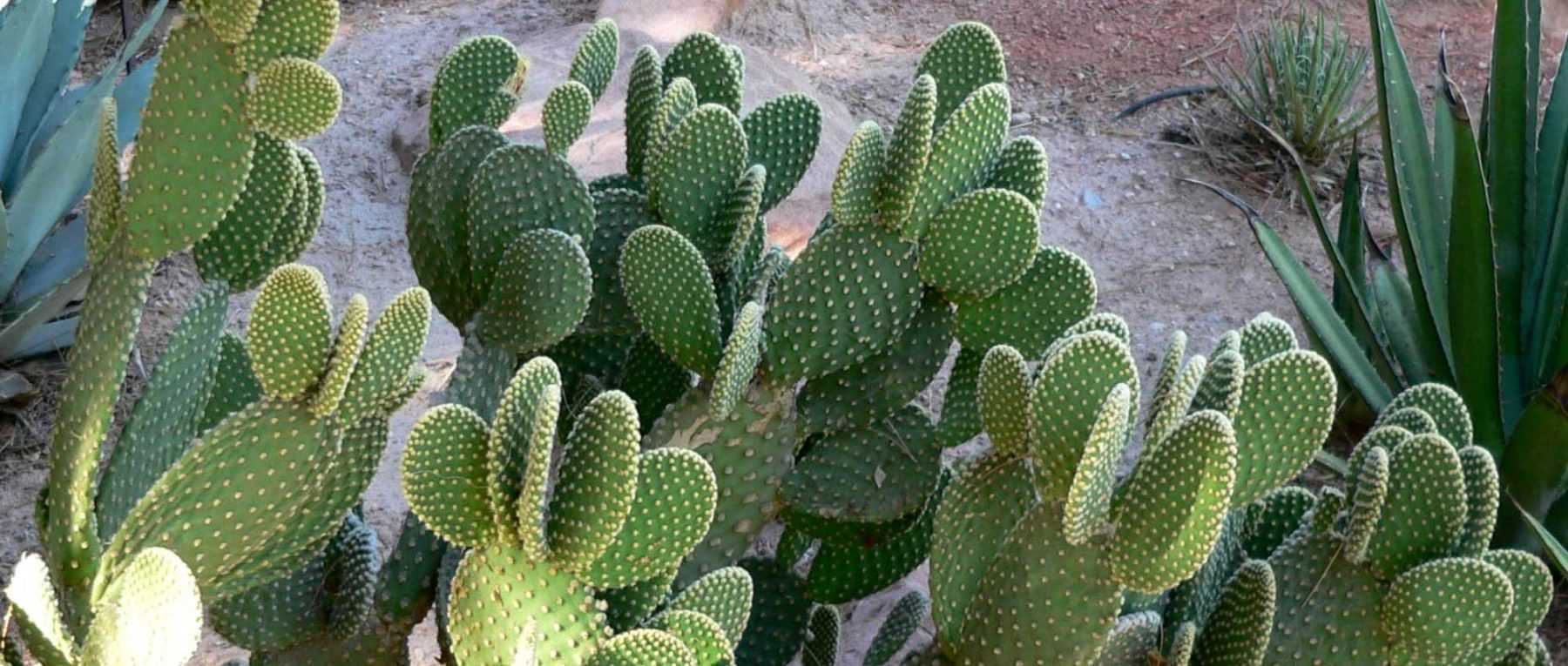 Opuntia, Cactus raquette : plantation, culture et entretien