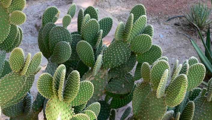 Opuntia, Cactus raquette : plantation, culture et entretien