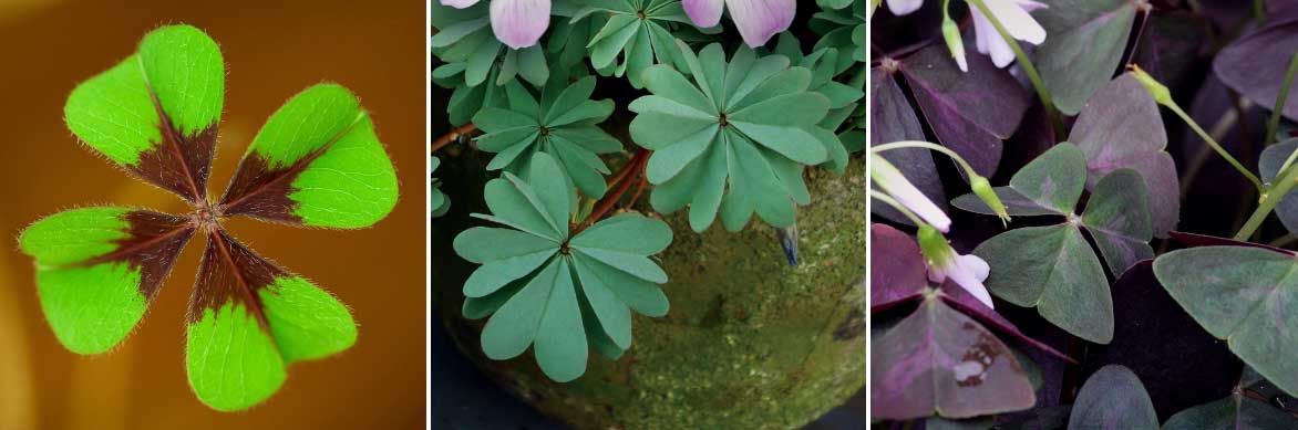 Bulbe d'Oxalis triangularis - Achat direct au producteur