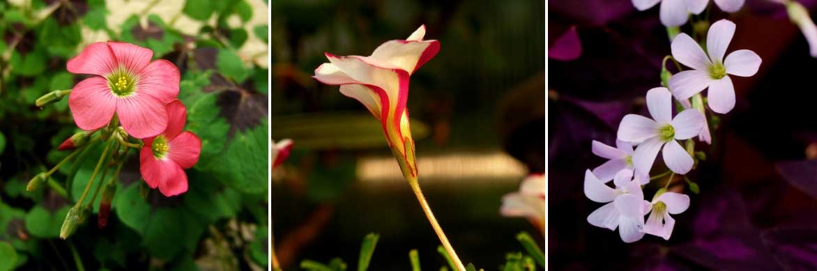 Oxalis triangularis : plantation, culture, entretien du trèfle pourpre