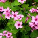 Oxalis : planter, cultiver et entretenir