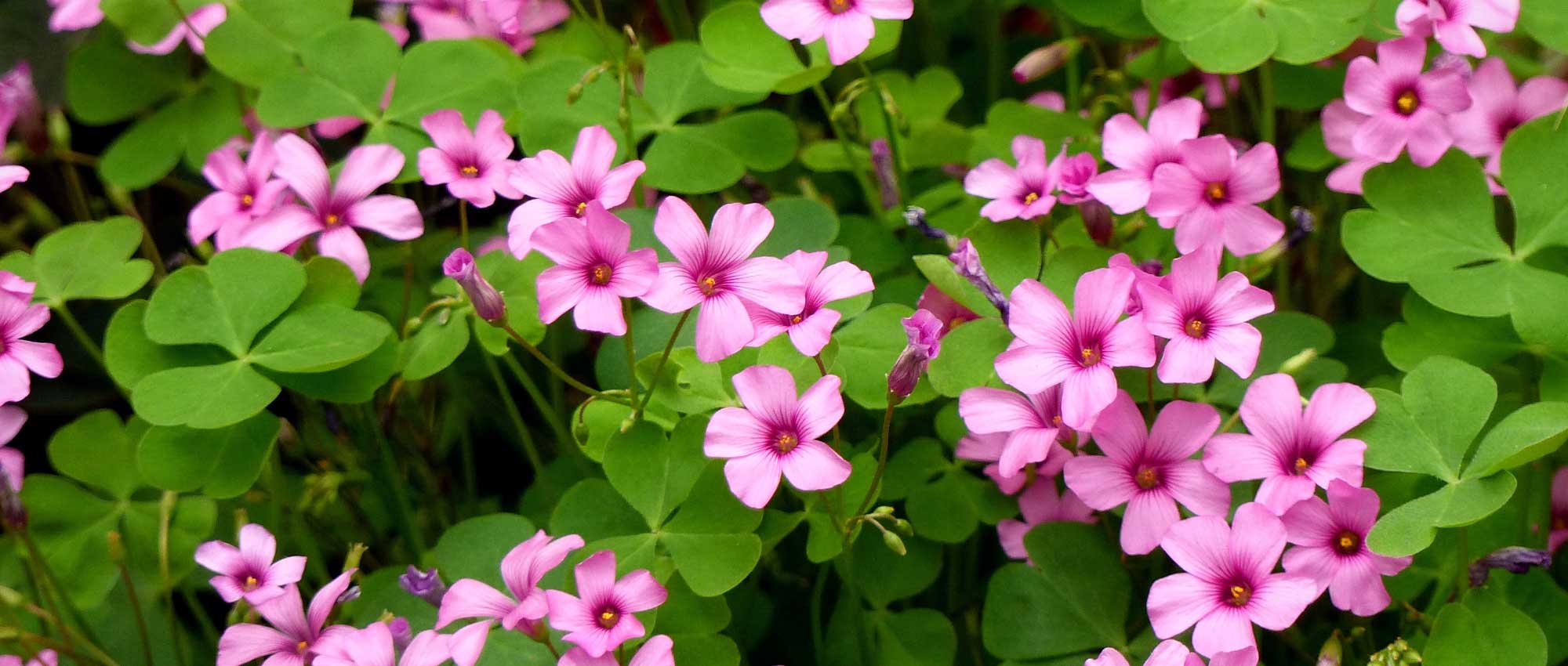 Oxalis : plantation, culture entretien