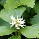 Pachysandra terminalis : plantation, culture, entretien