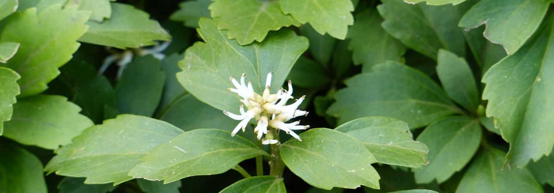 Pachysandra terminalis : plantation, culture, entretien