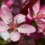 Pommier à fleurs, pommier d'ornement : plantation, taille, entretien