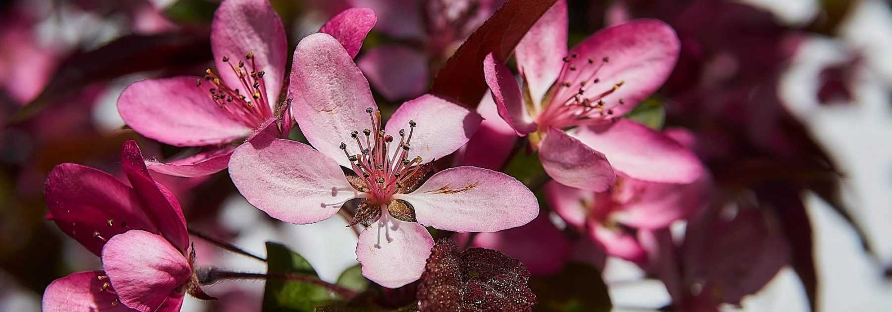 Pommier à fleurs, pommier d'ornement : plantation, taille, entretien