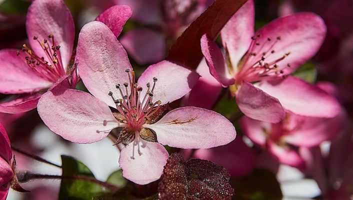 Pommier à fleurs, pommier d'ornement : plantation, taille, entretien