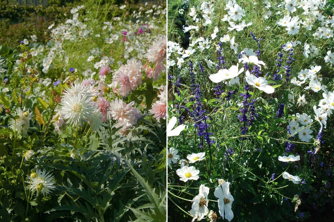 Cosmos : semis et plantation - Promesse de Fleurs