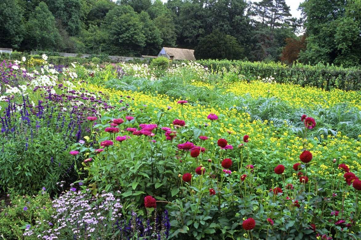 Cosmos : semis et plantation - Promesse de Fleurs