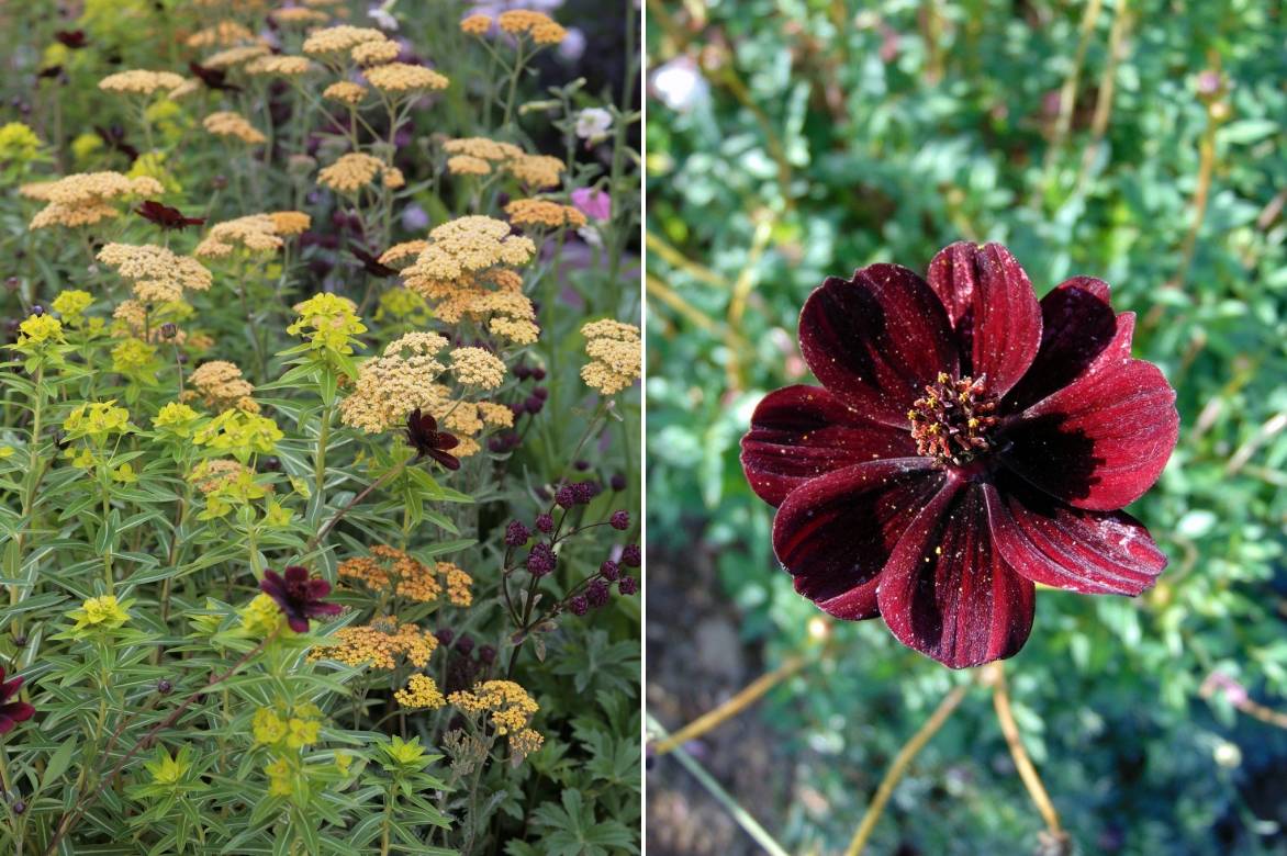 Cosmos : semis et plantation - Promesse de Fleurs