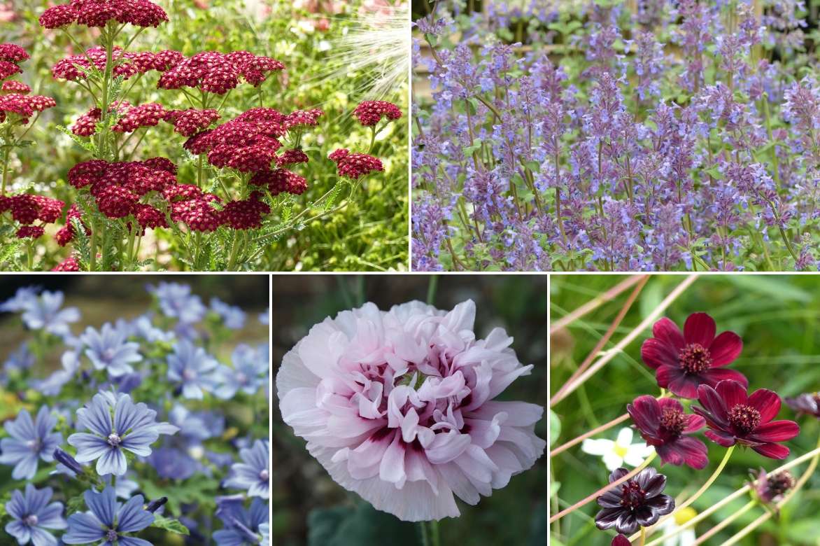 Mauve, malva : semis, plantation, culture - Promesse de Fleurs