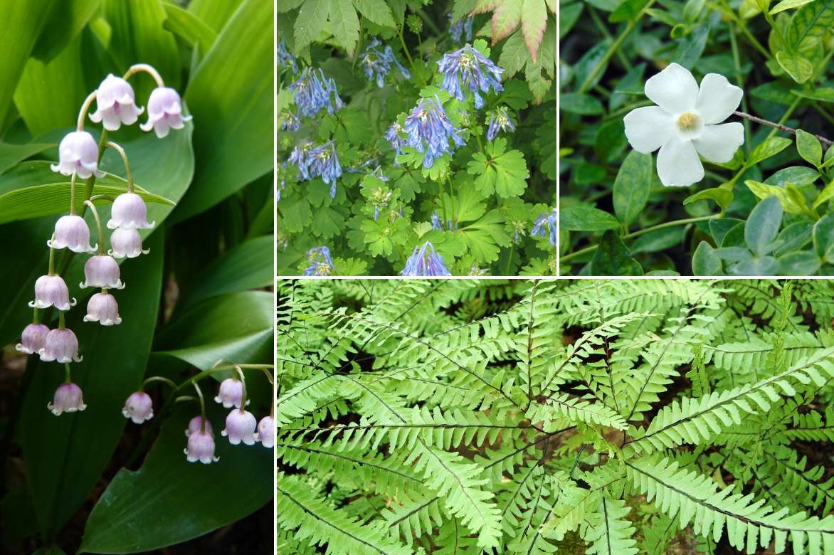 Muguet : plantation, culture, division