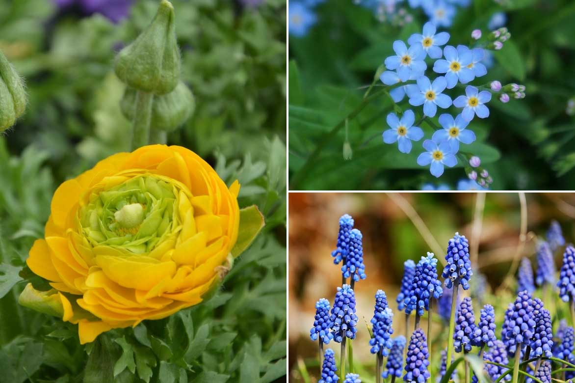 associer les renoncules au jardin