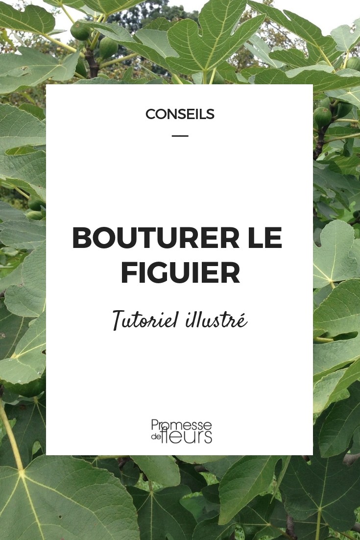 bouture de figuier