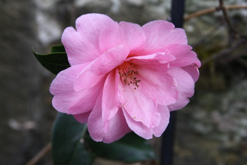 camelia donation