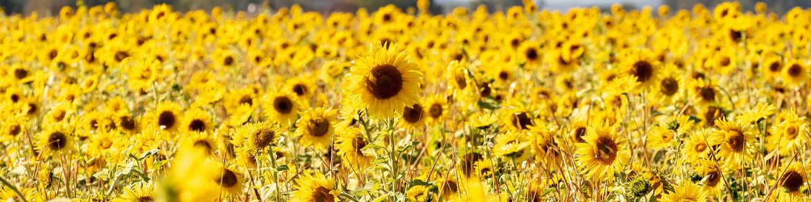 helianthus annuel