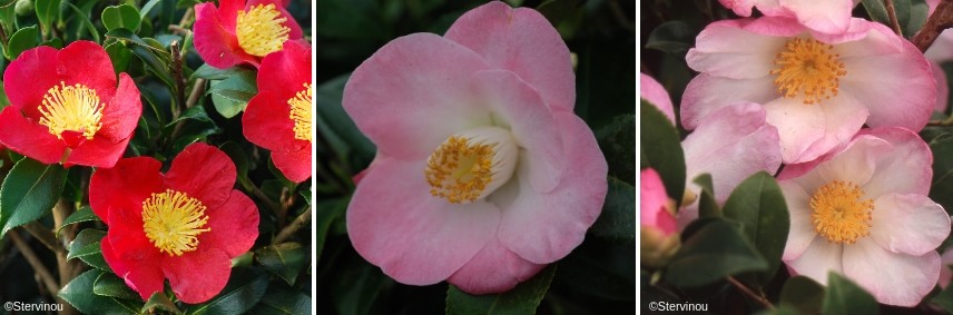 choisir camelia fleur simple