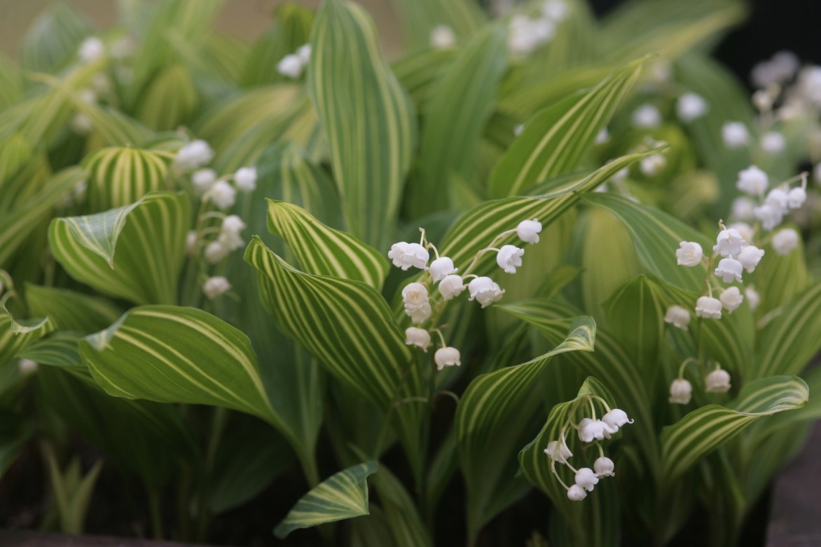 muguet panaché